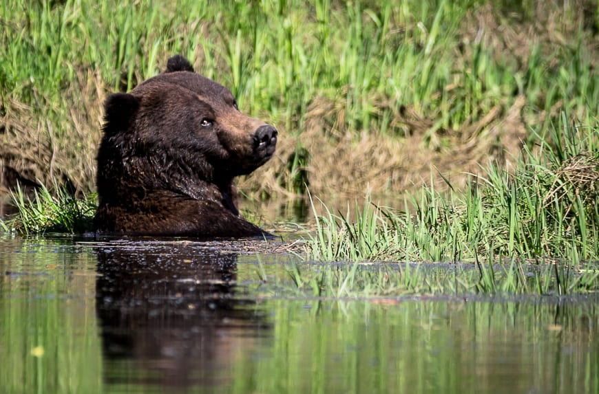 A Spectacular Long Weekend at Great Bear Lodge