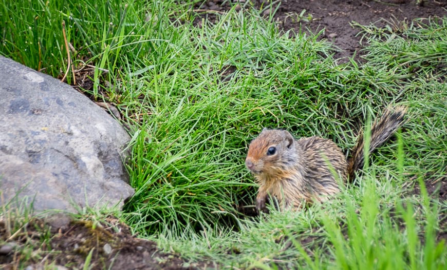A Visit to Southern Alberta's Castle Provincial Park