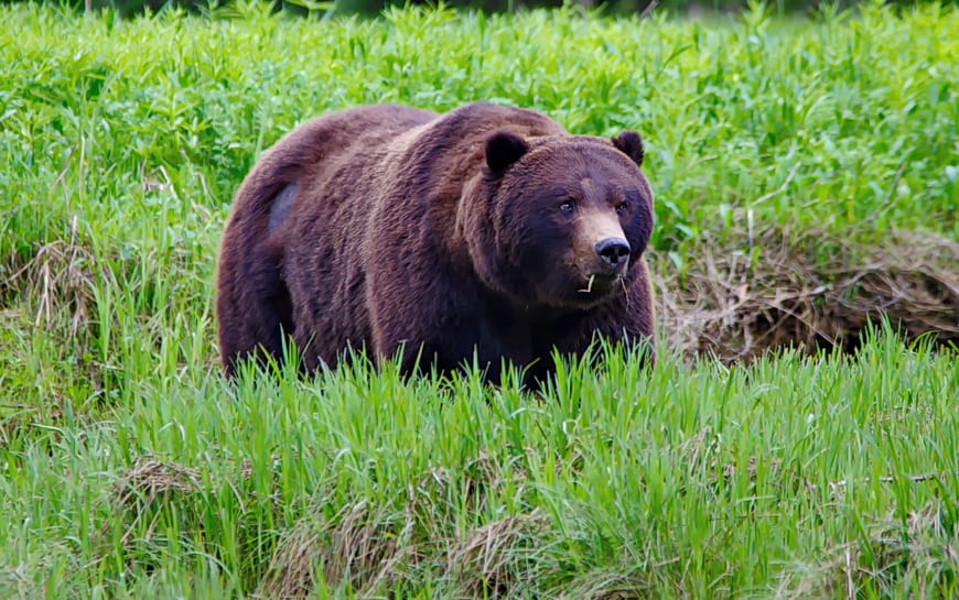 Tips for Staying Safe in Bear Country