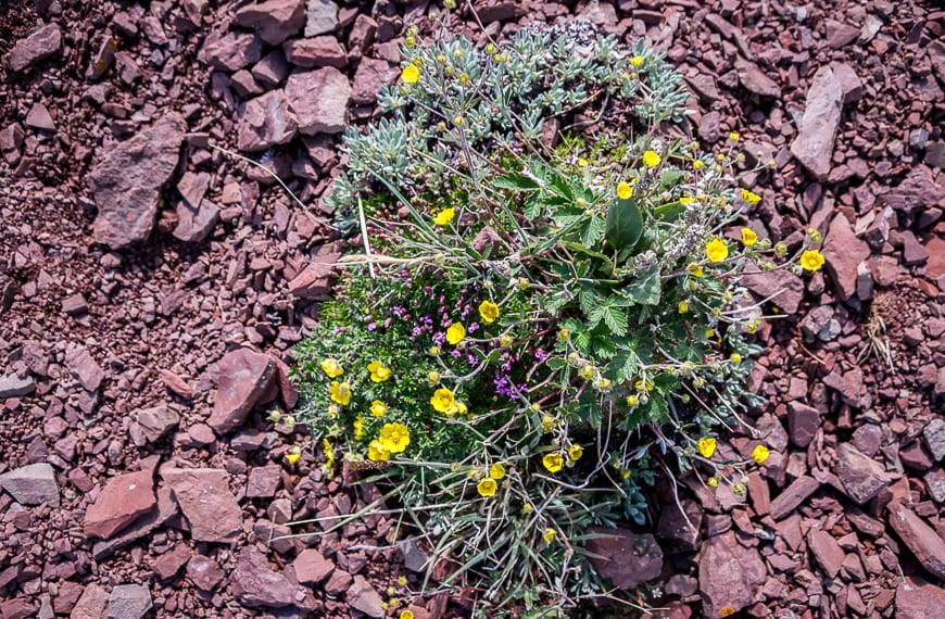 Alberta's Fabulous Table Mountain Hike