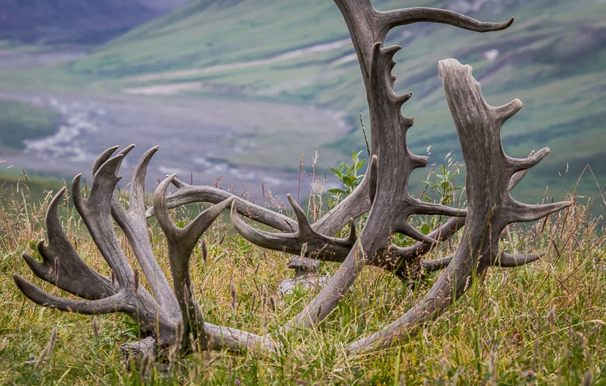 Driving Alaska's Stunning Denali Park Road