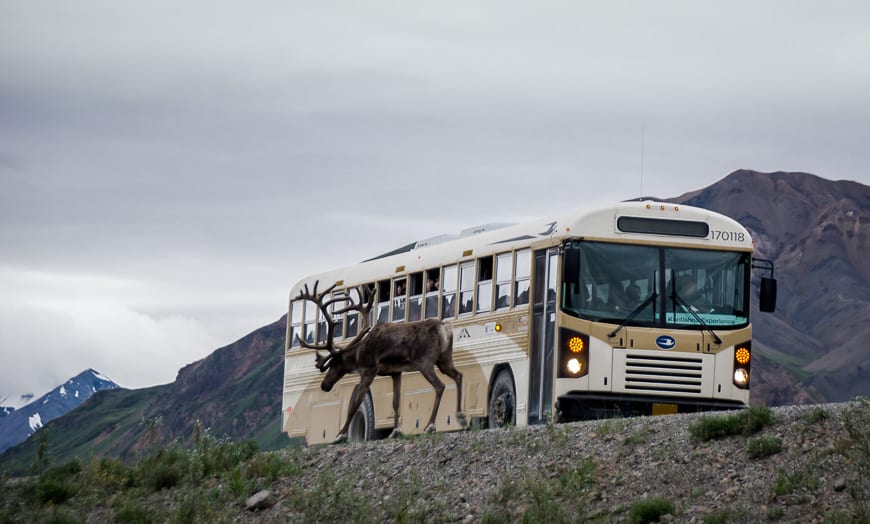 Driving Alaska's Stunning Denali Park Road